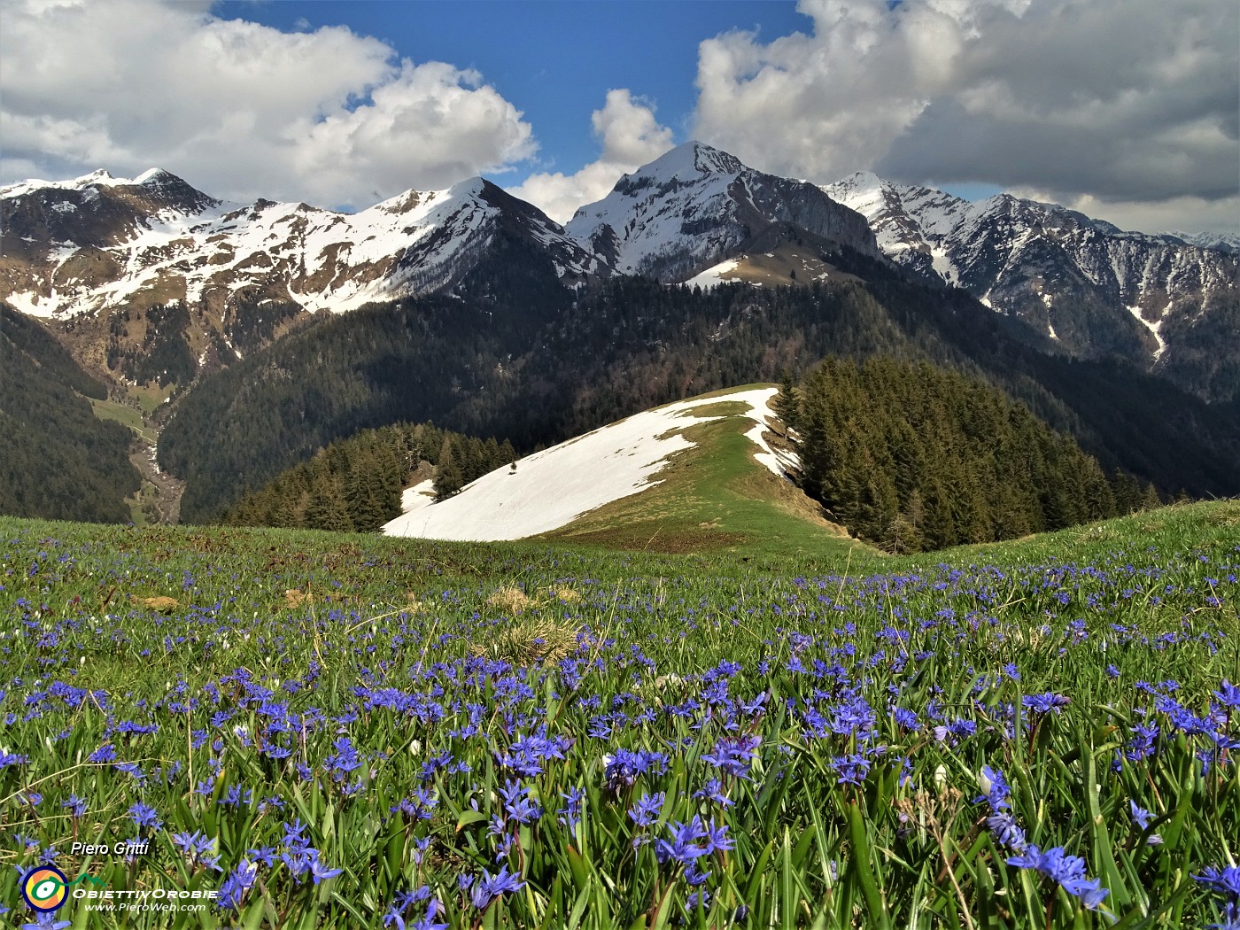 91 Distese di azzurre Scilla bifolia nel verde dei prati con vista verso il Monte Cavallo e amici.JPG